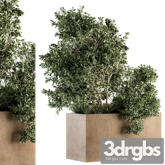 Outdoor plants olive – set 82