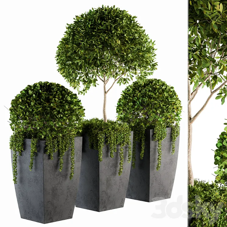 Outdoor Plants Round Topiary Tree – Set 75 3DS Max