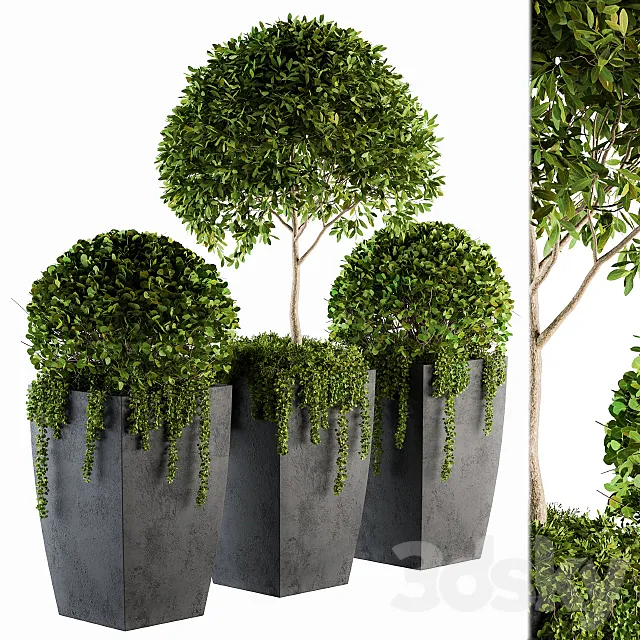 Outdoor Plants Round Topiary Tree – Set 75 3DSMax File