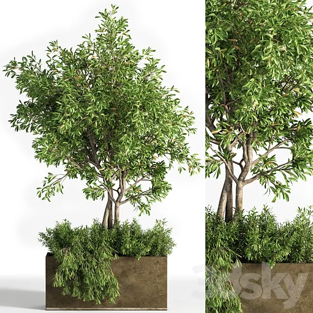 Outdoor plants tree 13 3DS Max Model