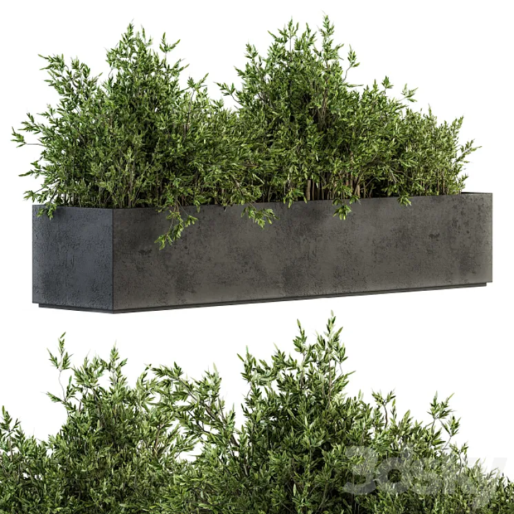 Outdoor Plants tree in Concrete Box – Set 126 3DS Max Model