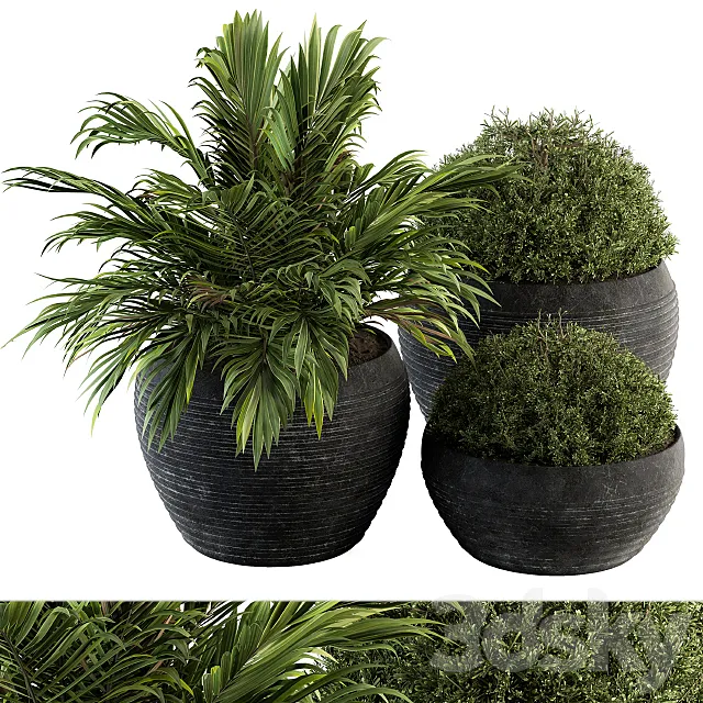 Outdoor Plants tree in Concrete Pot – Set 104 3DS Max Model