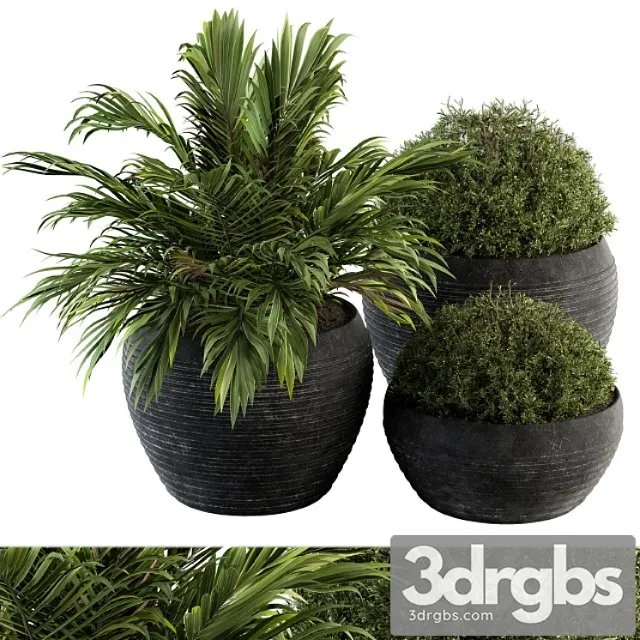 Outdoor plants tree in concrete pot – set 104