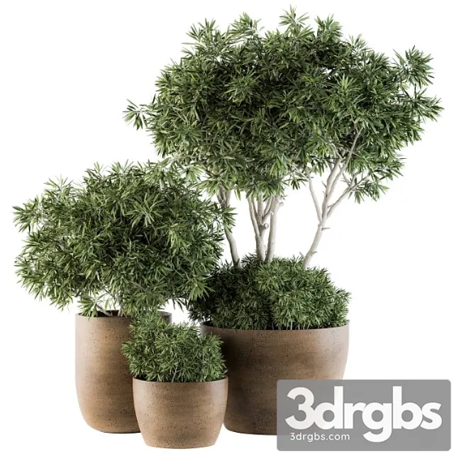 Outdoor plants tree in concrete pot – set 111