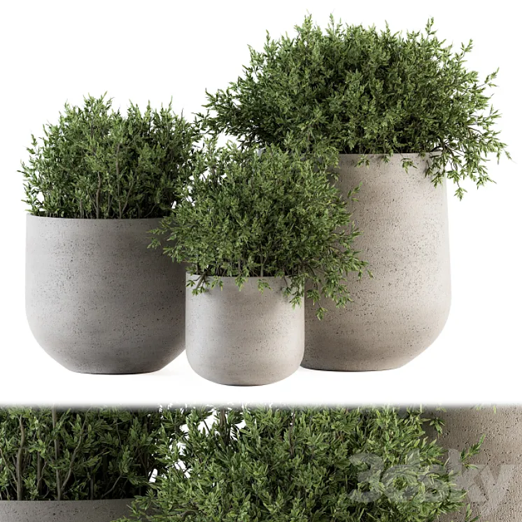 Outdoor Plants tree in Concrete pot – Set 125 3DS Max