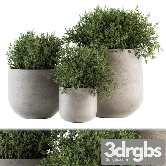 Outdoor plants tree in concrete pot – set 125