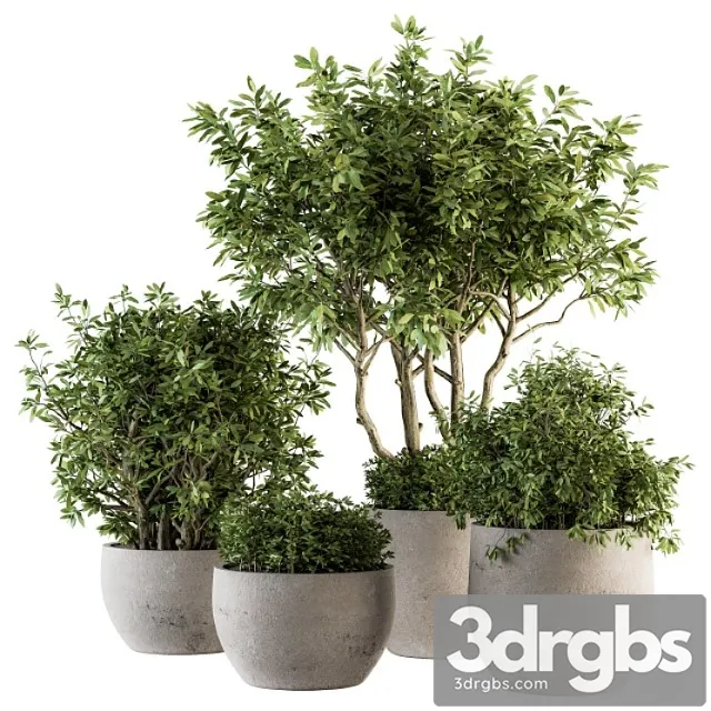 Outdoor plants tree in concrete pot – set 128