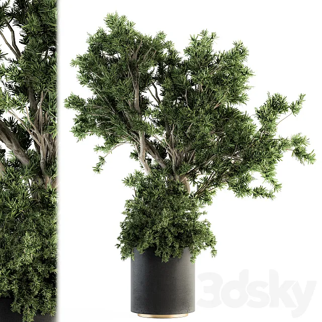 Outdoor Plants tree in Concrete Pot – Set 130 3DS Max Model