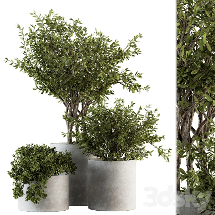 Outdoor Plants tree in Concrete Pot – Set 141 3DS Max