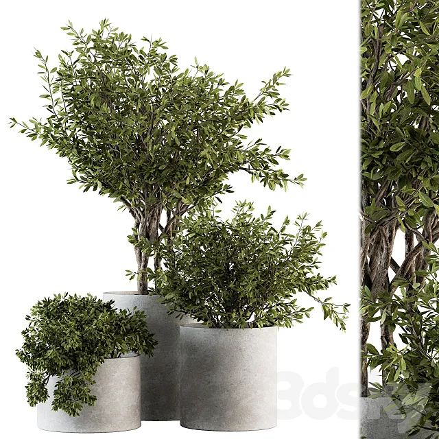Outdoor Plants tree in Concrete Pot – Set 141 3DSMax File