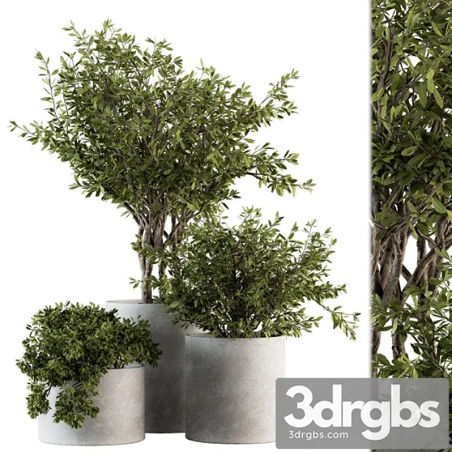 Outdoor plants tree in concrete pot – set 141