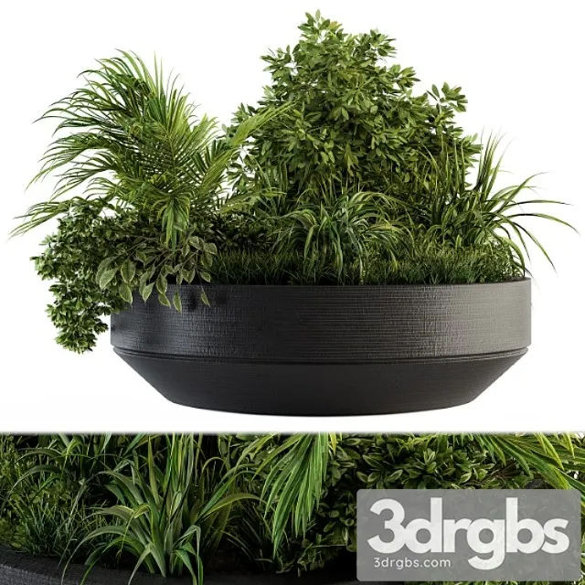 Outdoor plants tree in concrete pot – set 144