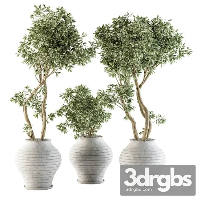 Outdoor plants tree in concrete pot – set 89