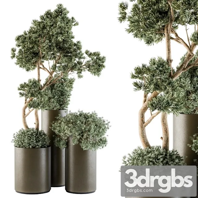 Outdoor plants tree in metal pot – set 102