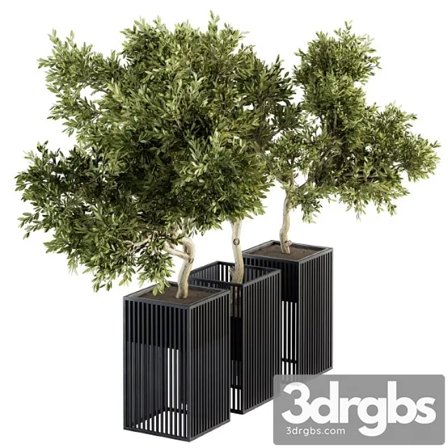 Outdoor plants tree in metal pot – set 134