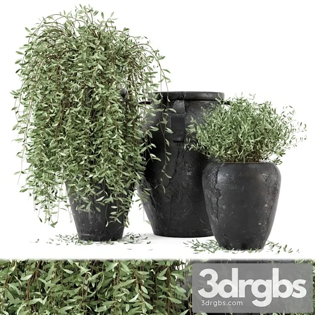 Outdoor plants tree in rusty concrete pot – set 2