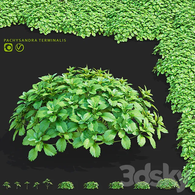 Pachysandra apical bushes | Pachysandra terminalis 3ds Max