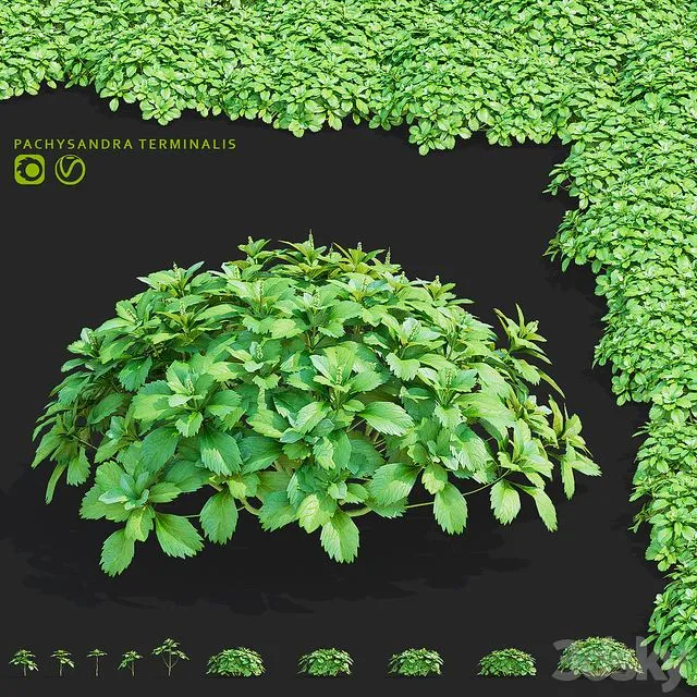 Pachysandra apical bushes Pachysandra terminalis 3dsMax Model