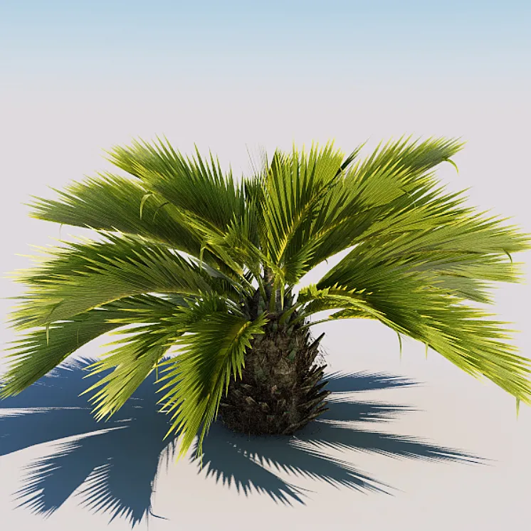 Palm 3DS Max
