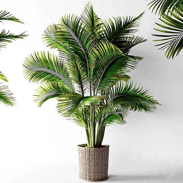 Palm areca 3DSMax File