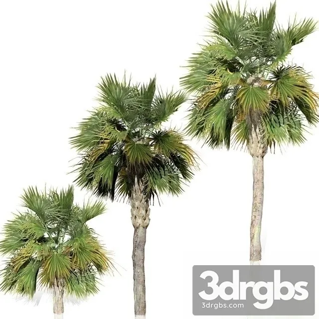 Palm Big Tree 3dsmax Download