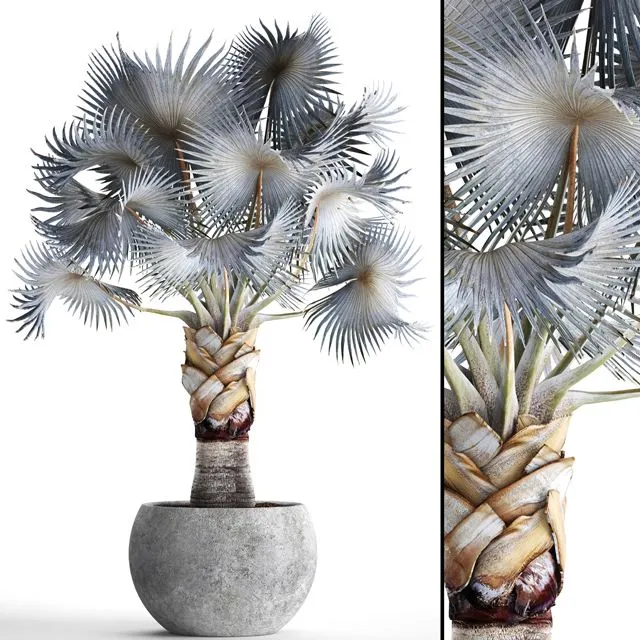 Palm Bismarckia nobilis Blue 3dsMax Model