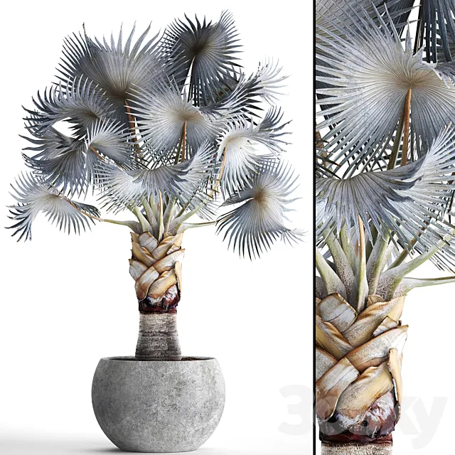 Palm Bismarckia nobilis Blue. fan palm. brachea. bismarckia. palm tree in a vase. pot. decorative. outdoor. blue palm. concrete 3DSMax File
