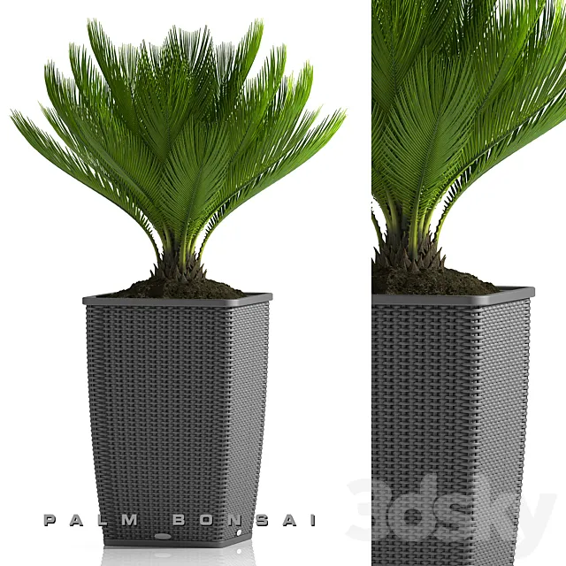 PALM BONSAI PLANTS 26 3DSMax File