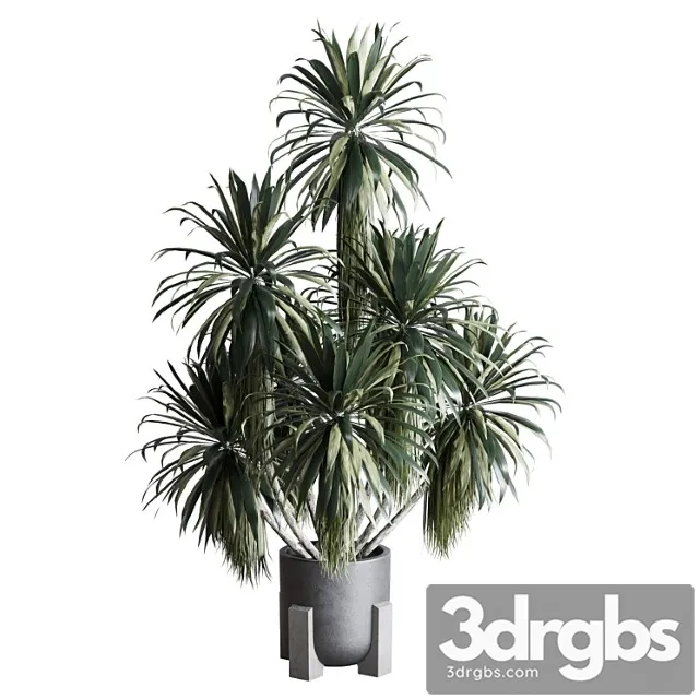 Palm plant in concrete dirt vase – indoor plant 275