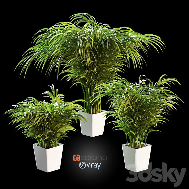Palm tree in a pot. 3 models 3DS Max