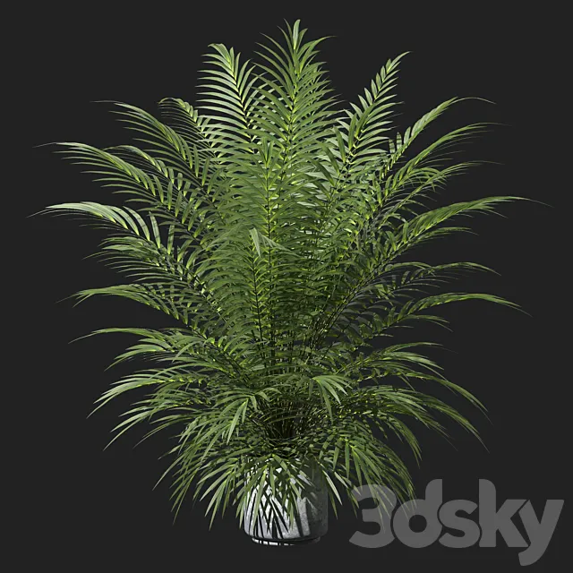 Palm tree in a pot 3ds Max