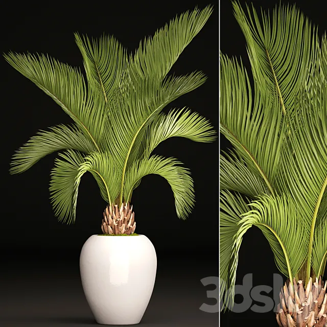 Palm tree in a white pot decorative office interior date cicada flowerpot 3ds Max