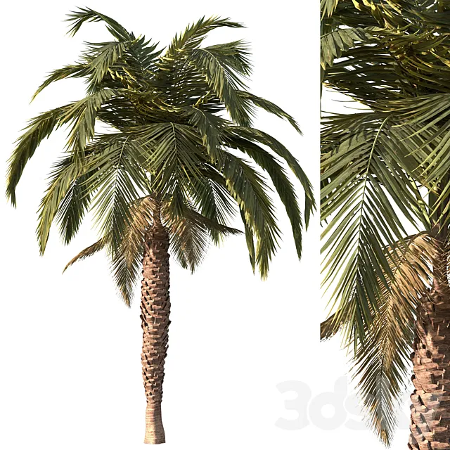 Palm tree vol1 3ds Max