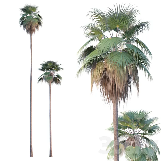 Palm Tree – Washingtonia robusta 3DS Max Model