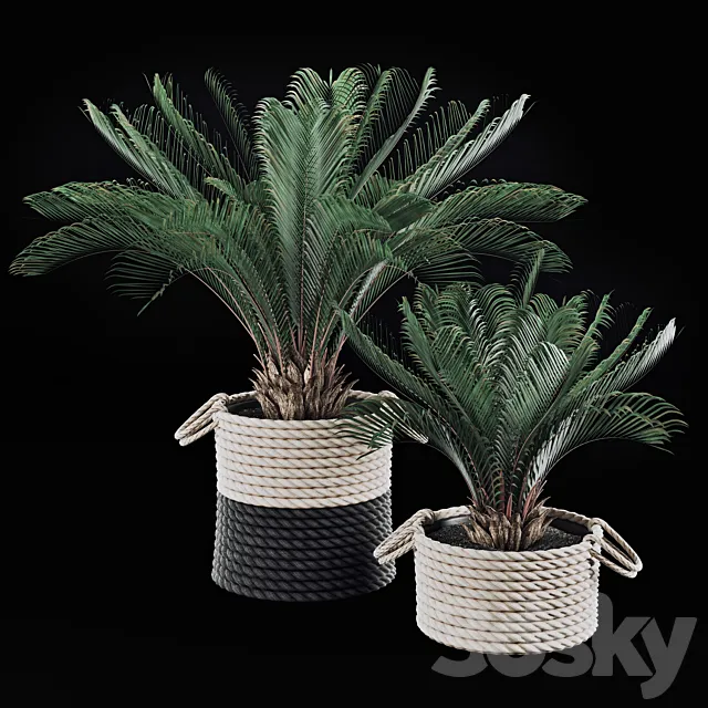 Palms in baskets 3DSMax File