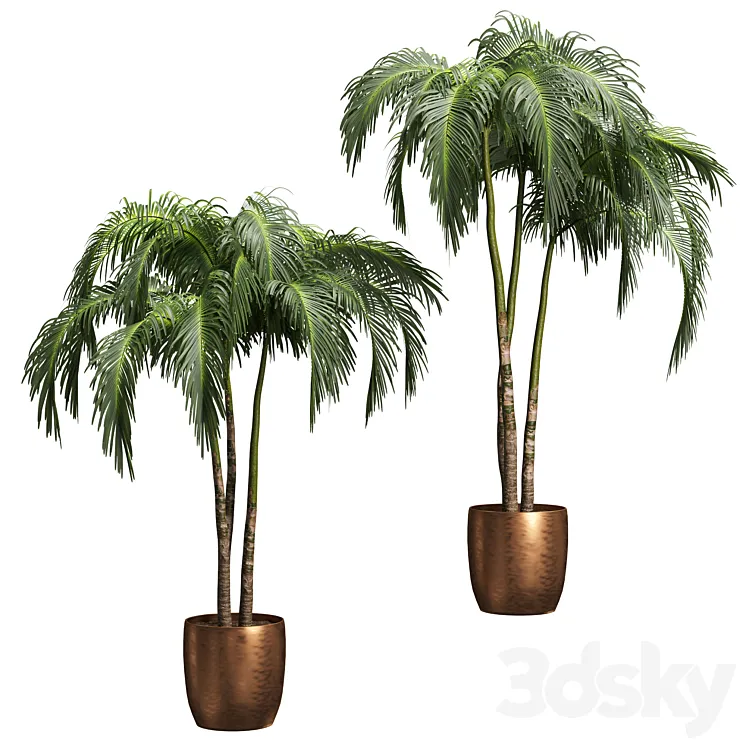 Palms in tubs. 6 models 3DS Max