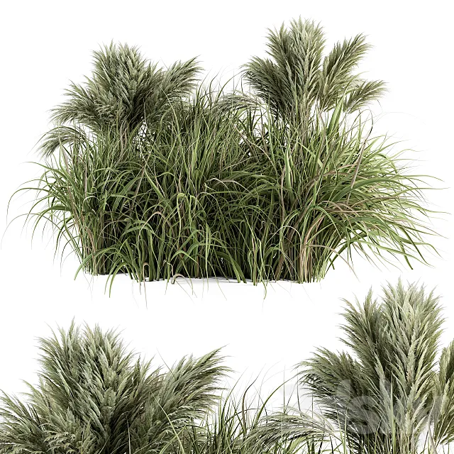 Pampas Bush – Bush Set 21 3DS Max Model