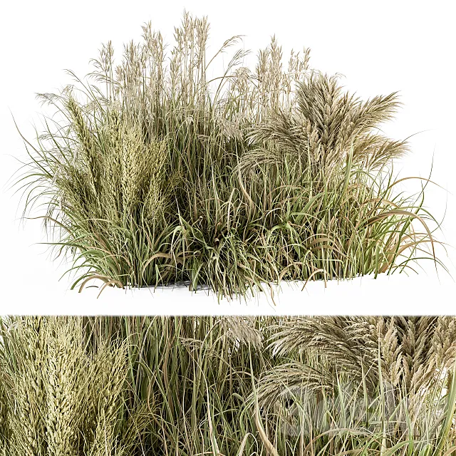 Pampas Bush Dried and Fresh – Bush Set 54 3ds Max