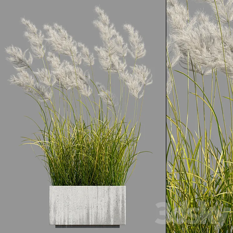 pampas grass 3 3DS Max Model