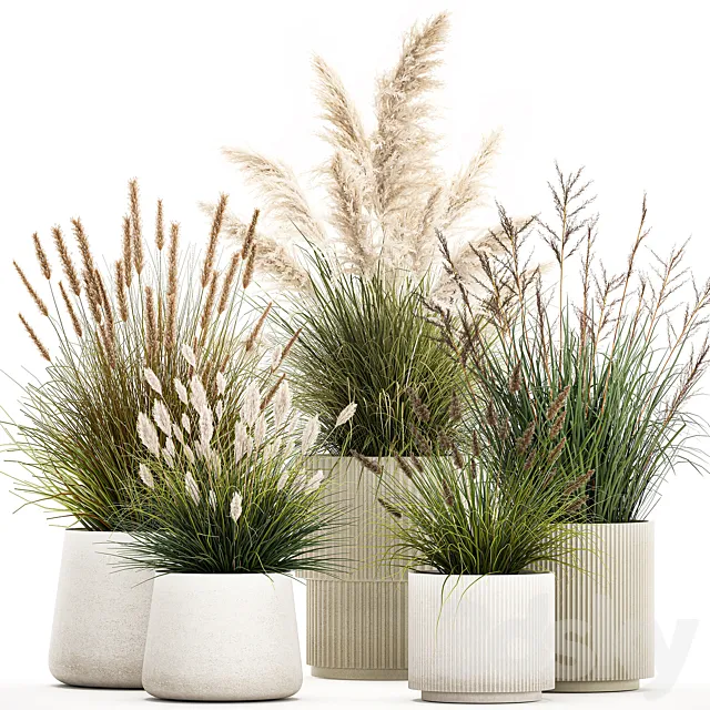 Pampas grass with bushes in white flower pots landscaping feather grass grass reed grass. Plant collection 1255 3ds Max