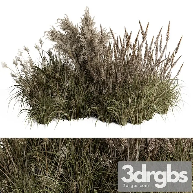 Pampas plant bush set 96