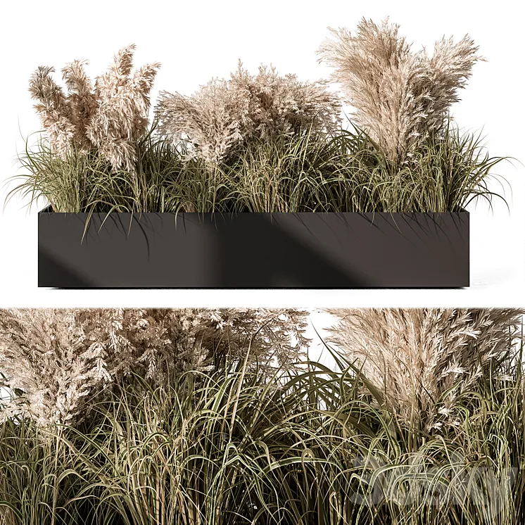 Pampas Plants – Outdoor Plants Set 433 3DS Max Model