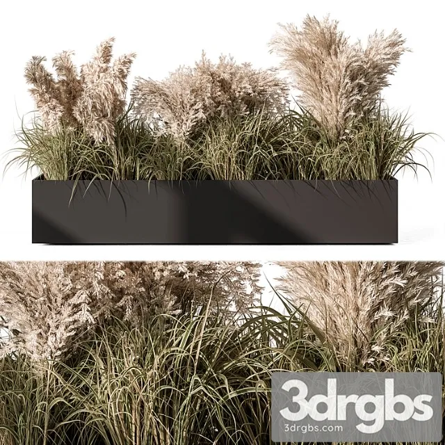 Pampas plants – outdoor plants set 433