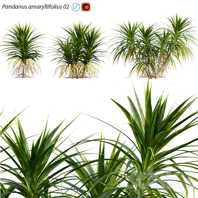 Pandanus amaryllifolius | Pandan leaves | Edible pandan 02 3DS Max Model