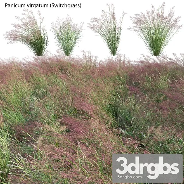 Panicum Virgatum Switch Grass 3dsmax Download