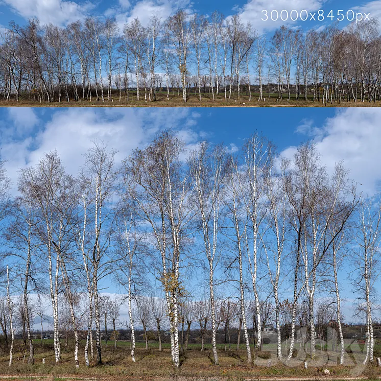 Panorama with birches. 30k 3DS Max