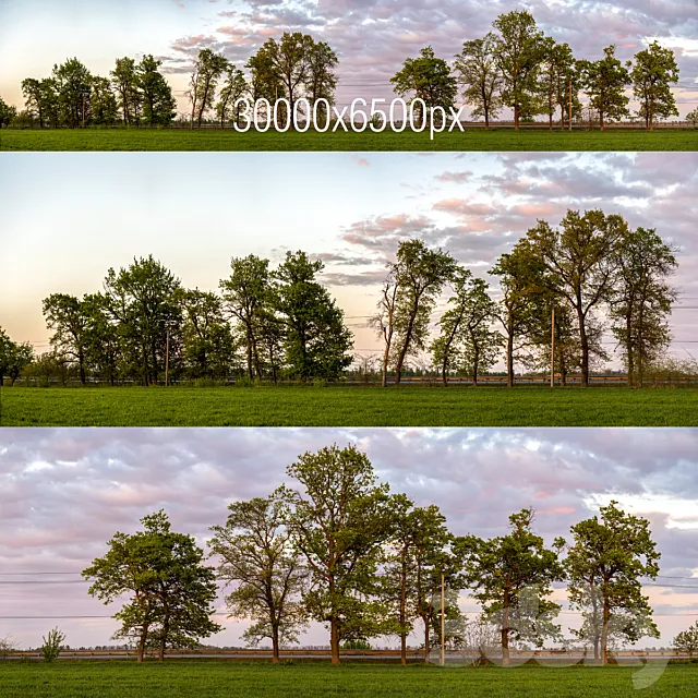 Panorama with trees. Sunset 3ds Max