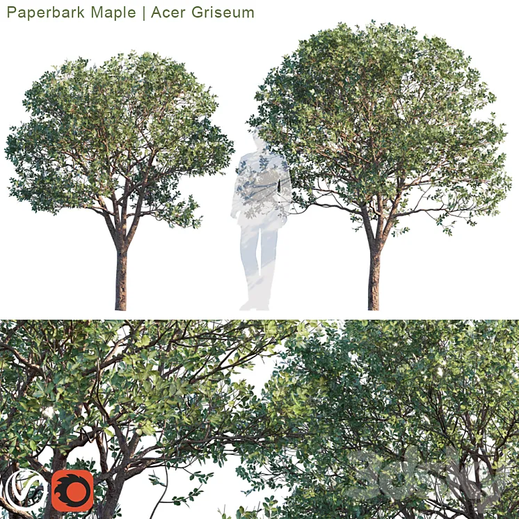 Paperbark Maple | Acer Griseum # 2 3DS Max
