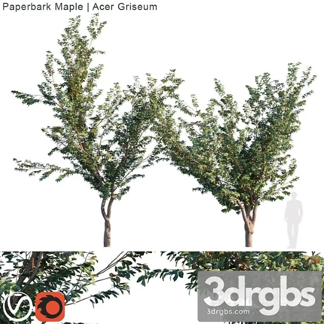 Paperbark Maple Acer Griseum 3dsmax Download
