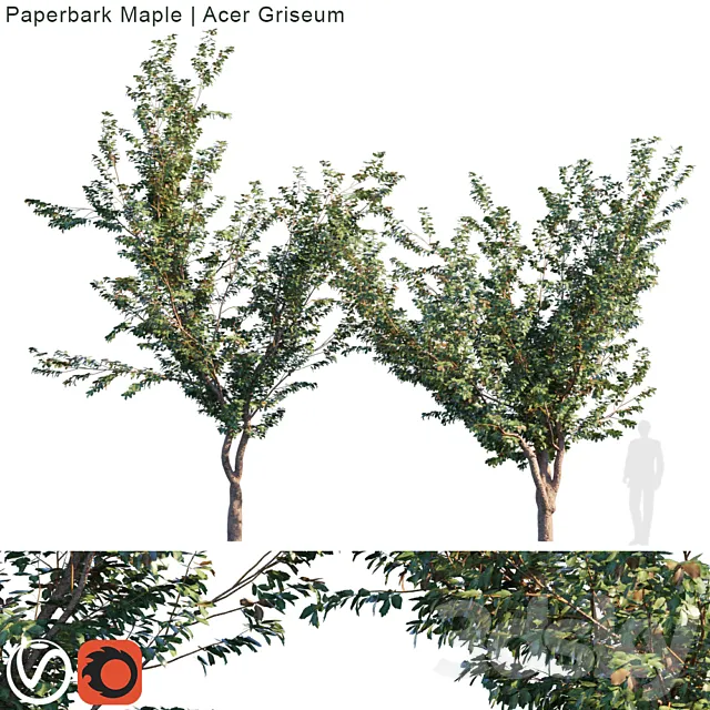 Paperbark Maple | Acer griseum 3DS Max Model